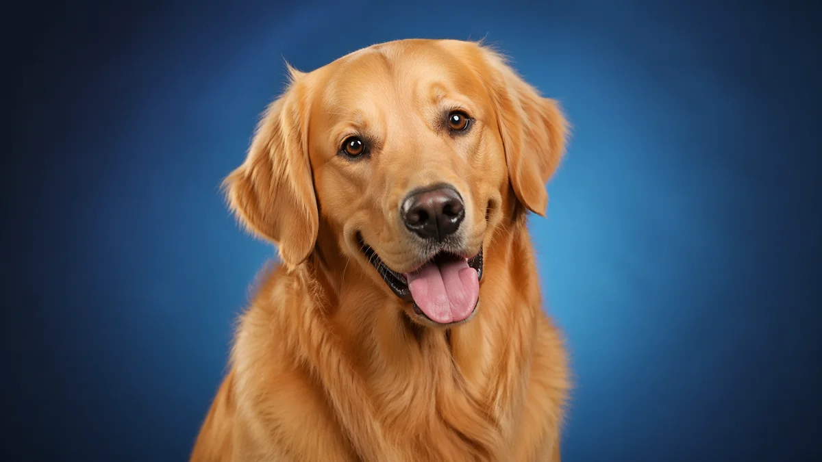 Brand Logo Bookshelf Creative - Nano banana AI generated result